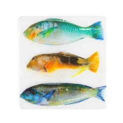Décoration Murale Trois Poissons Perroquet Sur Fond Blanc - 20 Cm X 20 Cm-Stigerwoods Outlet