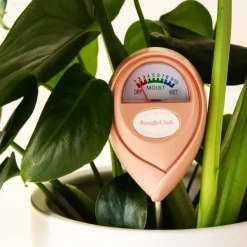 Humidimetre-Jungle Club Outlet
