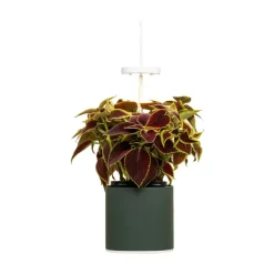 Jardin D'Interieur Connecte Nano Garden - Vert Foret-Prêt à pousser Outlet