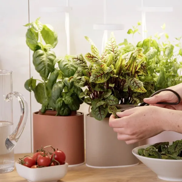 Jardin D'Interieur Connecte Nano Garden - Vert Foret-Prêt à pousser Outlet
