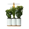Jardin D'Interieur Lilo-Prêt à pousser Online