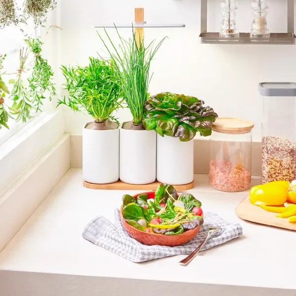 Jardin D'Interieur Lilo-Prêt à pousser Online