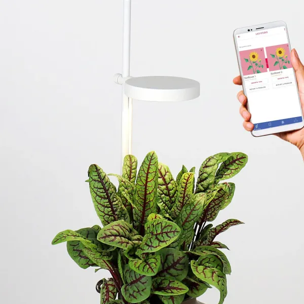 Jardin D'Interieur Lilo-Prêt à pousser Online