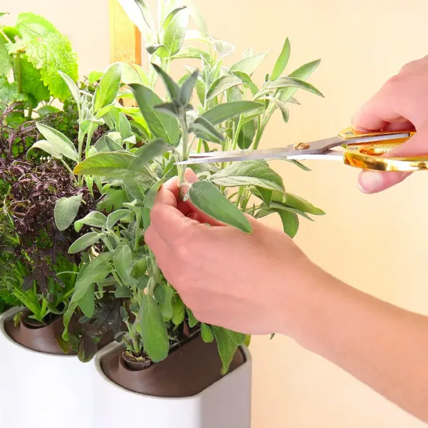 Jardin D'Interieur Lilo-Prêt à pousser Online