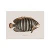 Set De Table Rectangle Poisson Avadi - 33 X 45 Cm-Pôdevache Hot