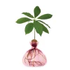 Vase En Verre Pour Avocat-Ilex Studio New